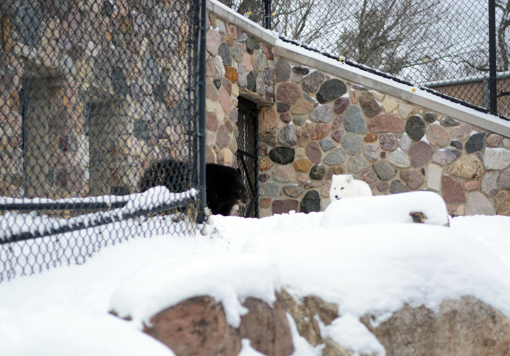 New bear at Ochsner Park Zoo
